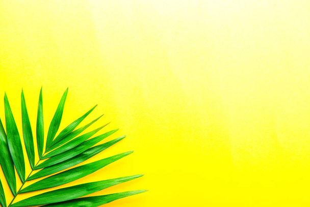 Top view of big green leaf of a exotic parlor palm on bright yellow background with a lot of copy space for text. Minimalistic flat lay composition w/ large branch of tropical plant. Close up - Zdjęcie, obraz