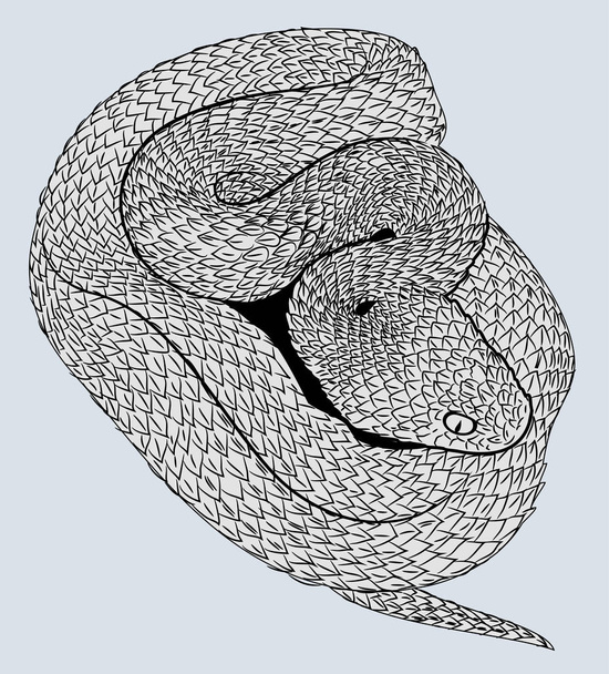 Wąż spiralny, rysowanie odręczne, grawerowanie, doodle, płaskie - Wektor, obraz