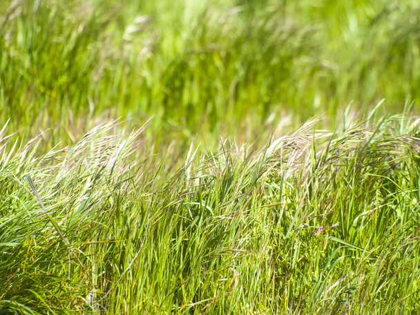grass,  sunlight on plants  on springtime in Spain  - Photo, Image