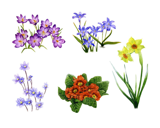 Picture-set of blossomy spring flowers (crocuses, bluebells, hepaticas, primulas, narcissi) hand painted in watercolor isolated on the white background. - Foto, afbeelding