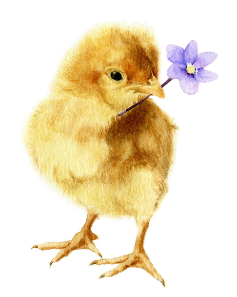 Imagem de um frango fofo com uma flor azul-claro (flor hepática) em seu bico pintado à mão em aquarela
. - Foto, Imagem