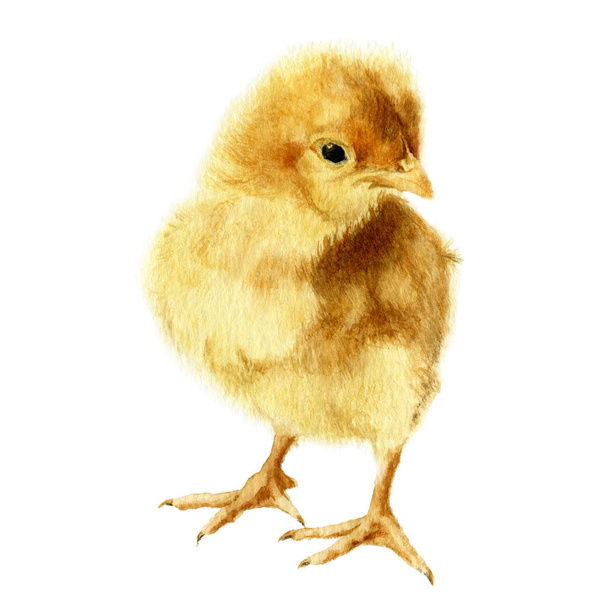 Imagem de um frango macio pintado à mão em aquarela
. - Foto, Imagem