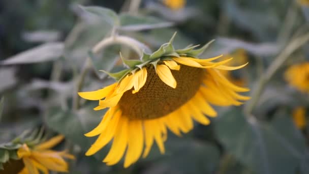 Zblízka pohled na slunečnicové hlavy, roste v zemědělské oblasti. Včelí sbírání farina ze slunečnice. Slunečnice se zelenými listy houpat ve větru. Rozmazané pozadí. Selektivní rozostřený - Záběry, video