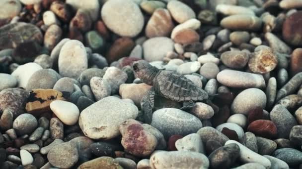Giovane tartaruga marina sdraiata su pietre della costa marittima e in cerca di acqua
 - Filmati, video