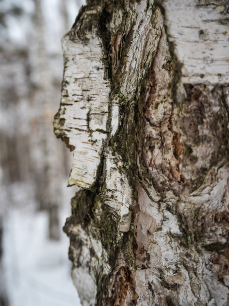 Freakish views of a birch tree trunk from a snow-covered winter forest in Russia - Фото, зображення