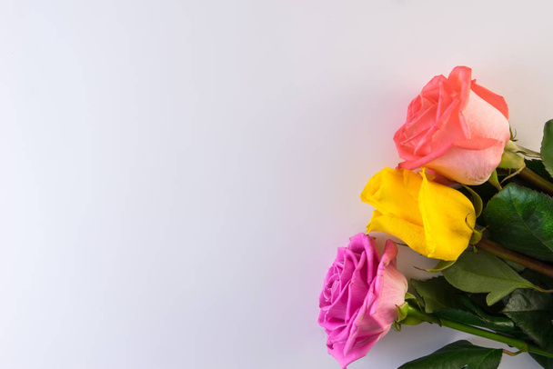 Flower series. Pink, white and yellow roses flowers with green leaves on white background. - Foto, Imagem