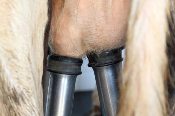 Коров'яче доїльне обладнання та механізоване доїльне обладнання
 - Фото, зображення