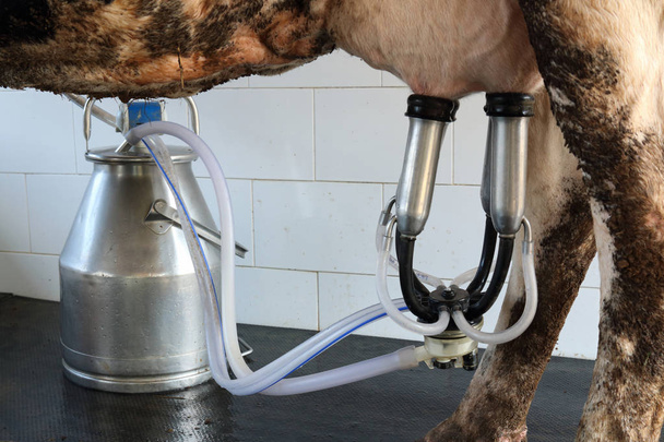 Planta de ordeño de vacas y equipo de ordeño mecanizado - Foto, Imagen