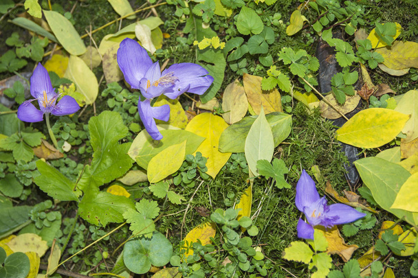 Luonnonvarainen krookus kukka metsässä Romanian
 - Valokuva, kuva