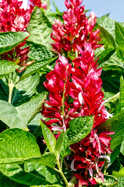 Megaskepasma erythrochlamys, comúnmente llamado capa roja brasileña. Esta es una planta llamativa con flores blancas en vistosas brácteas rojas que tienden a blanquearse en pleno sol caliente.
.  - Foto, Imagen