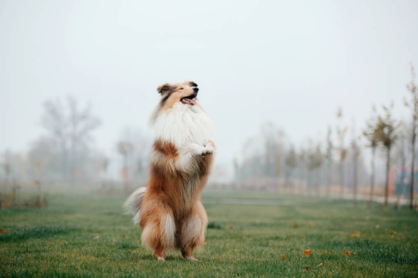 The Rough Collie dog  - Фото, изображение