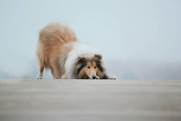 The Rough Collie dog  - Фото, зображення