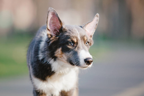 Border collie dog outdoor - Foto, immagini