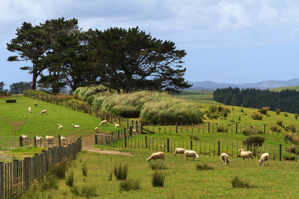 Nowa Zelandia, rolnictwo, Northland. Owce pasące się na padoku, na pierwszym planie. W tle jest plantacji sosny i wiersz macrocarpa drzew  - Zdjęcie, obraz
