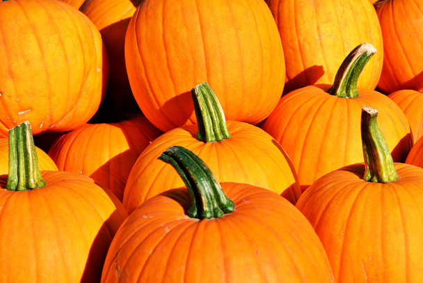 Autumn background. Ornamental gourds and pumpkins .  - Photo, Image