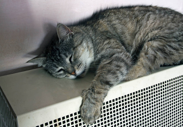 gato rayado calentado en una batería de gas
 - Foto, imagen