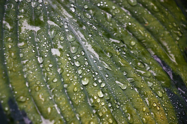 Fragment of a large multi-color leaf hosts in water drops after a rain. - Foto, Imagem