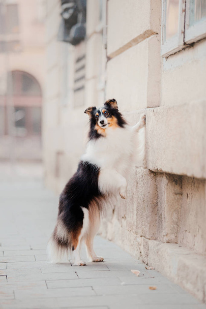 Little dog in the city. Travel with your pet. Shetland sheepdog. Dog on the background of architecture. Old city - 写真・画像