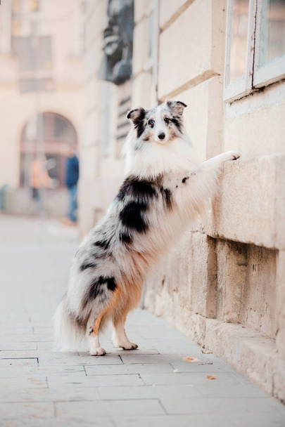 Little dog in the city. Travel with your pet. Shetland sheepdog. Dog on the background of architecture. Old city - Valokuva, kuva