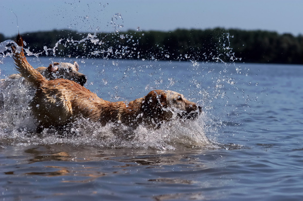 Labrador springen in het water - Foto, afbeelding