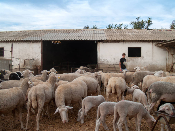 Een tiener op een boerderij met schapen, lammeren en rammen voeding - Foto, afbeelding