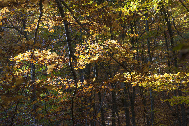 Autumn leaves on the tree. Republic Of Crimea - 写真・画像