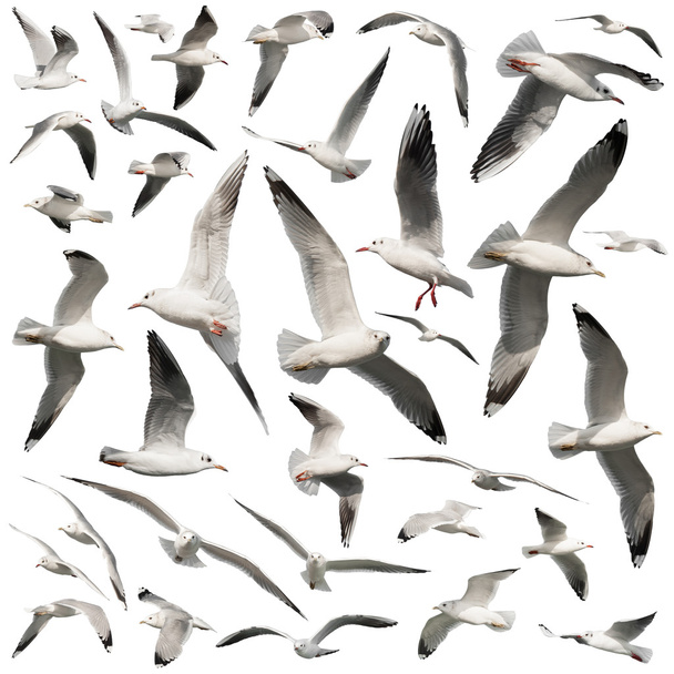 aves isoladas em branco
 - Foto, Imagem
