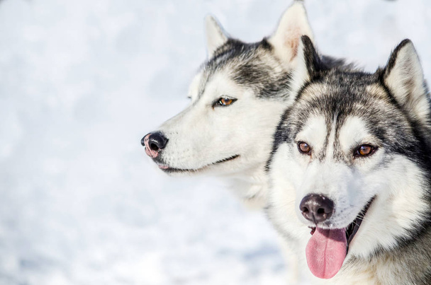 Dva psi sibiřský Husky rozhlíží. Psy Husky má barvu černou a bílou srst. Zasněžené bílé pozadí. - Fotografie, Obrázek