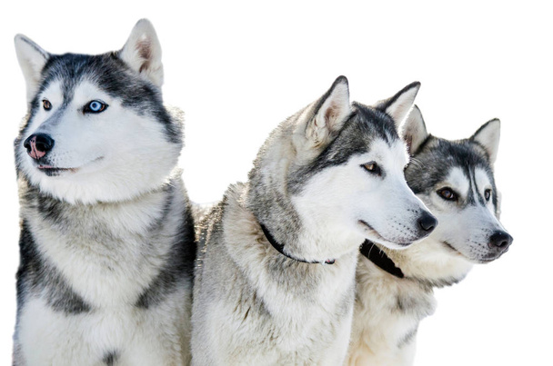 Tre cani siberiani Husky si guardano intorno. I cani robusti hanno il colore di soprabito bianco e nero. Isolato sfondo bianco
. - Foto, immagini