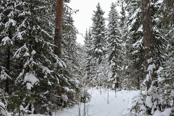 Frosty wildwood pokryté sněhem. - Fotografie, Obrázek