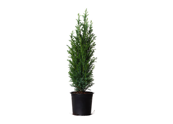 Young cypress isolated on white. Chamaecyparis in the black pot, common names cypress or false cypress. Isolated object. White background - Φωτογραφία, εικόνα