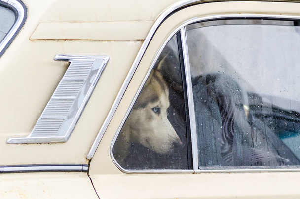 Arabaya kilitlediler ve pencereden dışarı bakıp Sibirya Husky köpek. Siyah ve kahverengi ceket renk ve mavi gözlü Husky köpek var. - Fotoğraf, Görsel