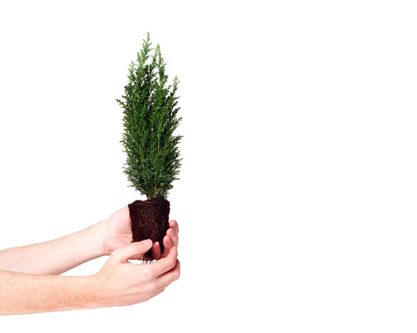 Ręce, trzymając młoda roślina sadzonka cypress z gleby na białym na białym tle. Dzień Ziemi 22 kwietnia koncepcja. Zapisz koncepcji świata. Ekologia środowiska zakładu ochrony przyrody - Zdjęcie, obraz
