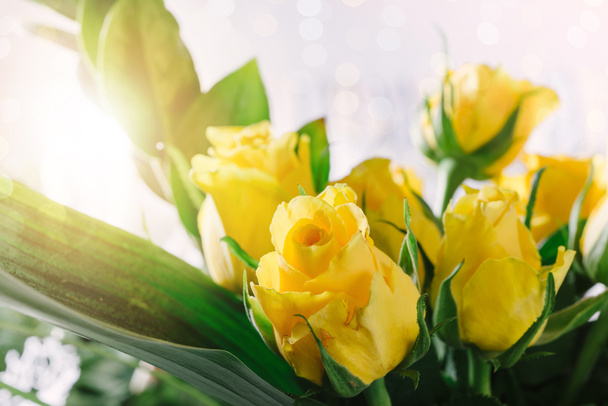 明るい背景上新鮮な黄色いバラの表示を閉じる - 写真・画像