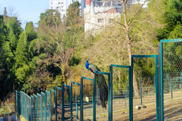 孔雀は、フェンスの上に座っています。青と緑の羽を持つ鳥。金属メッシュ フェンス。緑の葉を持つ背の高い木。孔雀。クリミア自治共和国の残りの部分. - 写真・画像