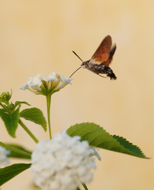 Hummingbird moth - Photo, Image