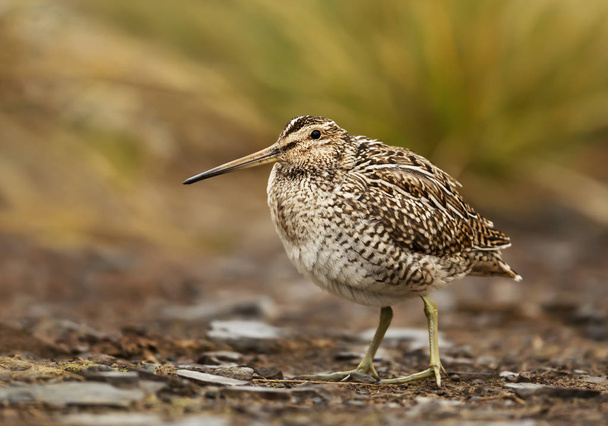 Close up of a south american snipe in wetlands - Photo, Image