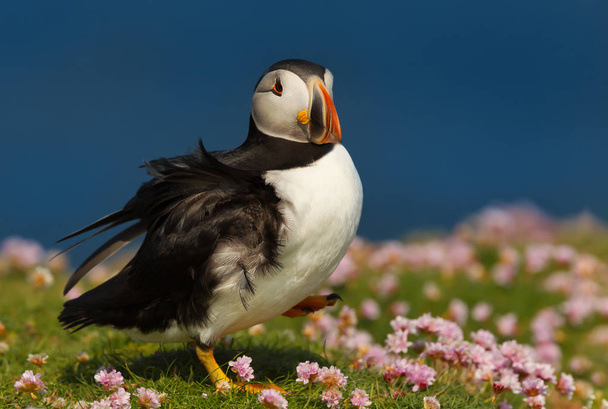 Close up of Atlantic puffin in thrift, summer in Scotland, UK. - Photo, Image