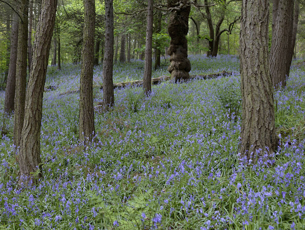 A Bluebells erdős Ilkley, Yorkshire, Egyesült Királyság - Fotó, kép