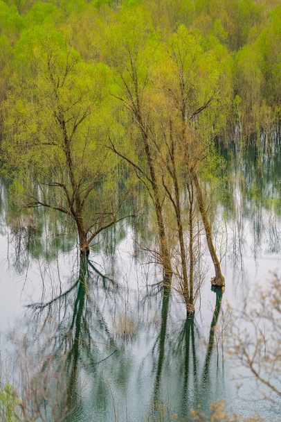 Zielone drzewa odbite w płytkich wodach brzegowych jeziora Skadar, Skadar Lake National Park, Czarnogóra - Zdjęcie, obraz