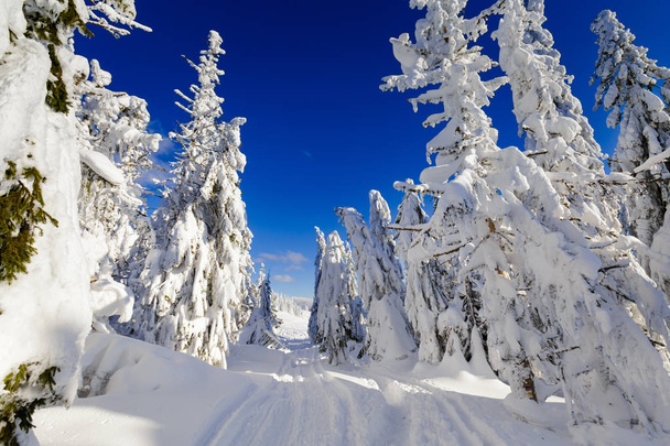 Красивая панорама, снятая в польских горах Бескиды по пути на Рысянку в снежную зиму. Пейзаж, захваченный во время похода
. - Фото, изображение