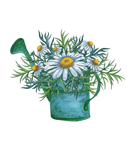 Akvarelu konev s kytice uvnitř, ručně kreslenou izolovaných na bílém pozadí. Akvarelu ilustrace zahradní konev s kyticí heřmánku. Jarní květy kytice - Fotografie, Obrázek