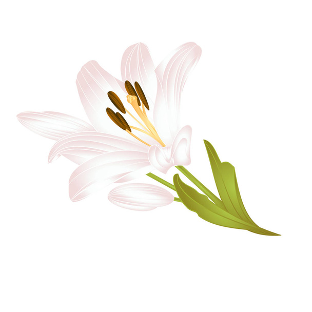Lily valkoinen Lilium candidum neljäs valkoinen kukka lehdet valkoisella taustalla vektori kuvitus muokattavissa Käsi piirretty
 - Vektori, kuva