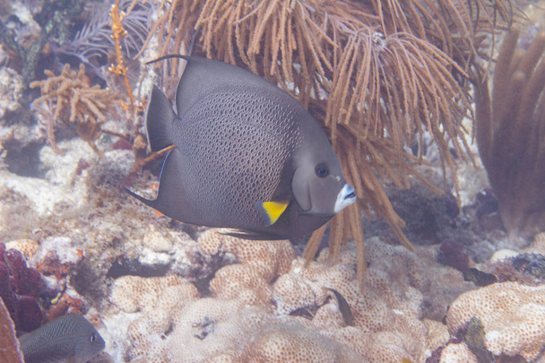 Gray Angelfish op koraal rif van Marathon, Florida Keys, Florida - Foto, afbeelding