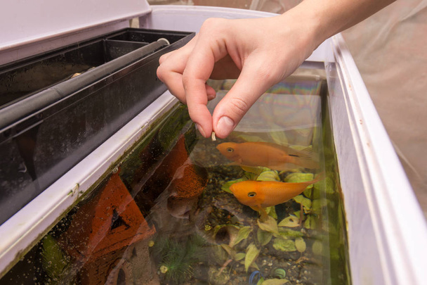 Feeding aquarium fish with dry large food - Photo, Image