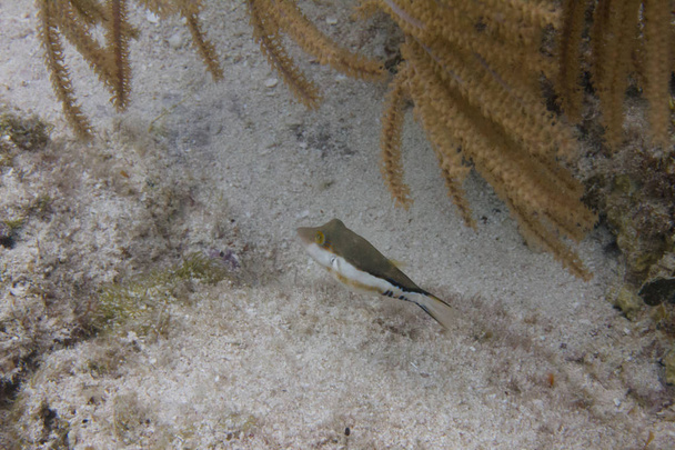 Sharpnose Puffer στον κοραλλιογενή ύφαλο ανοικτά κλειδί για πάπια, Florida Keys, Φλόριντα - Φωτογραφία, εικόνα