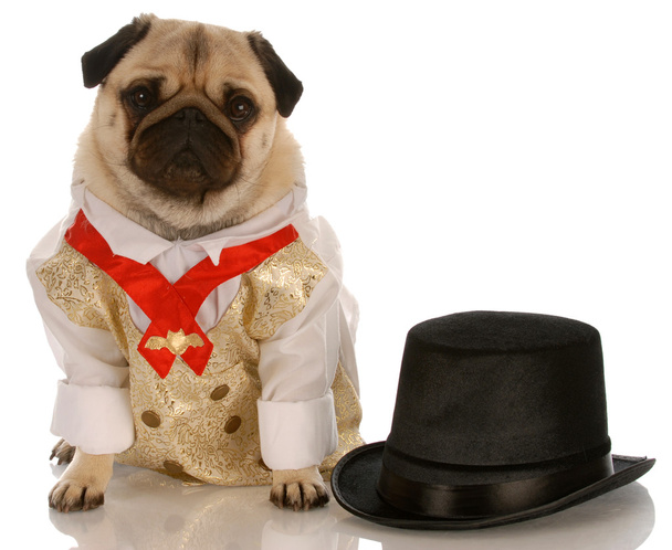 pug dressed up in formal wear with top hat - Zdjęcie, obraz