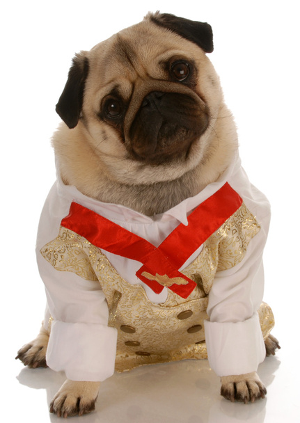 pug dressed up in mens formal shirt and tie - 写真・画像