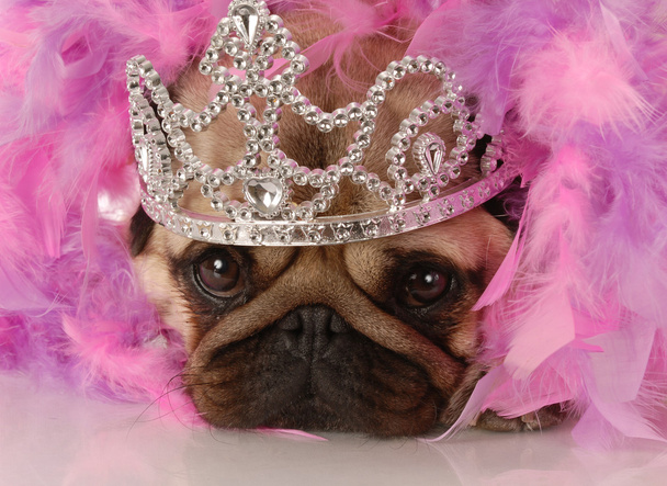 adorable pug dressed up as a princess - Fotoğraf, Görsel