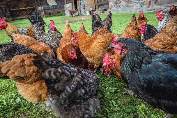 free range chicken farm in a village in Poland - Photo, Image
